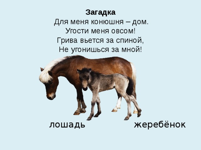 Загадка   Для меня конюшня – дом.  Угости меня овсом!  Грива вьется за спиной,  Не угонишься за мной!  лошадь жеребёнок 