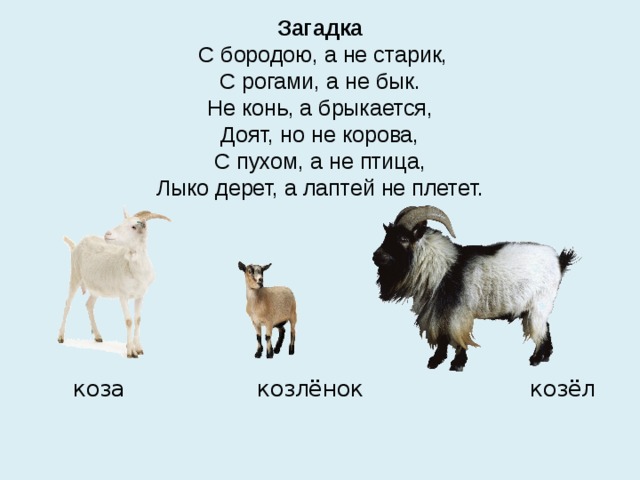 Загадка  С бородою, а не старик,  С рогами, а не бык.  Не конь, а брыкается,  Доят, но не корова,  С пухом, а не птица,  Лыко дерет, а лаптей не плетет.  коза козлёнок козёл 
