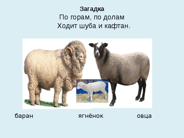 Загадка  По горам, по долам  Ходит шуба и кафтан.  баран ягнёнок овца 