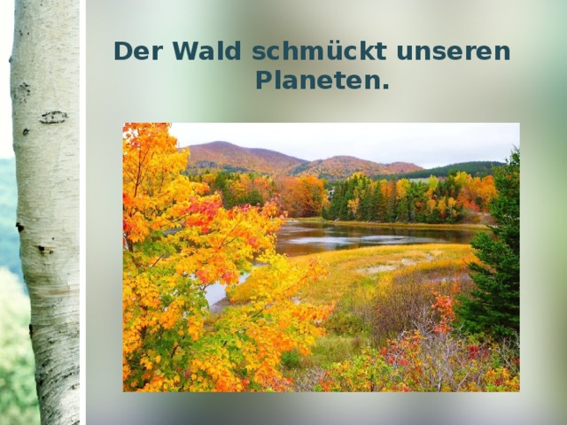 Der Wald schmückt unseren Planeten.   