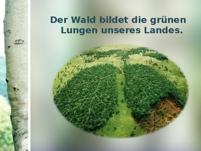 Der Wald bildet die grünen Lungen unseres Landes. 
