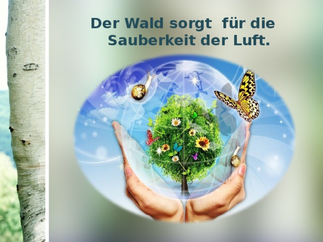 Der Wald sorgt für die Sauberkeit der Luft. 