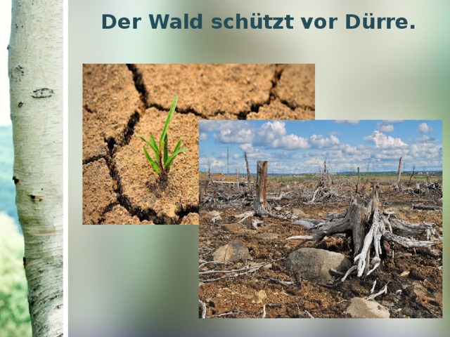 Der Wald schützt vor Dürre. 