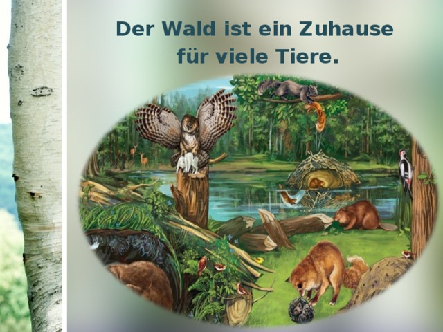 Der Wald ist ein Zuhause  für viele Tiere. 