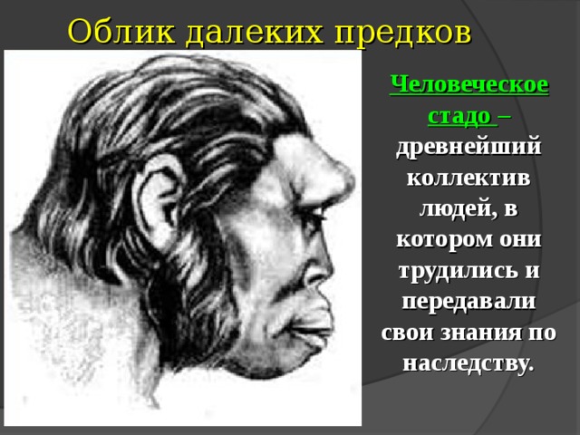 Облик далеких предков Человеческое стадо – древнейший коллектив людей, в котором они трудились и передавали свои знания по наследству. 
