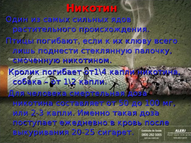  Никотин Один из самых сильных ядов растительного происхождения. Птицы погибают, если к их клюву всего лишь поднести стеклянную палочку, смоченную никотином.  Кролик погибает от1\4 капли никотина, собака – от 1\2 капли.  Для человека смертельная доза никотина составляет от 50 до 100 мг, или 2-3 капли. Именно такая доза поступает ежедневно в кровь после выкуривания 20-25 сигарет. 