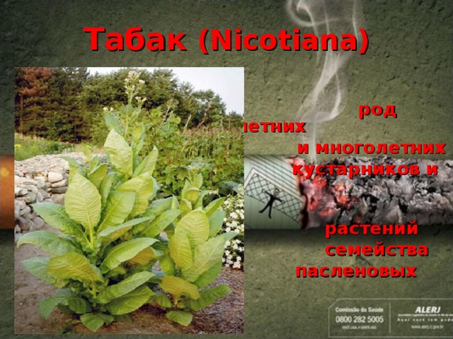 Табак (Nicotiana)   род однолетних  и многолетних  кустарников и  травянистых  растений  семейства  пасленовых  