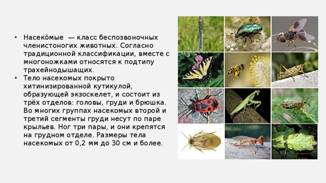 Насеко́мые — класс беспозвоночных членистоногих животных. Согласно традиционной классификации, вместе с многоножками относятся к подтипу трахейнодышащих. Тело насекомых покрыто хитинизированной кутикулой, образующей экзоскелет, и состоит из трёх отделов: головы, груди и брюшка. Во многих группах насекомых второй и третий сегменты груди несут по паре крыльев. Ног три пары, и они крепятся на грудном отделе. Размеры тела насекомых от 0,2 мм до 30 см и более. 