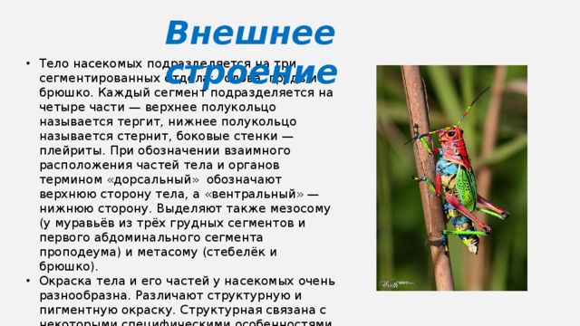 Внешнее строение Тело насекомых подразделяется на три сегментированных отдела: голова, грудь и брюшко. Каждый сегмент подразделяется на четыре части — верхнее полукольцо называется тергит, нижнее полукольцо называется стернит, боковые стенки — плейриты. При обозначении взаимного расположения частей тела и органов термином «дорсальный» обозначают верхнюю сторону тела, а «вентральный» — нижнюю сторону. Выделяют также мезосому (у муравьёв из трёх грудных сегментов и первого абдоминального сегмента проподеума) и метасому (стебелёк и брюшко). Окраска тела и его частей у насекомых очень разнообразна. Различают структурную и пигментную окраску. Структурная связана с некоторыми специфическими особенностями поверхностной структуры кутикулы (микроскопическими рёбрышками, пластинками, чешуйками и т. п.) 