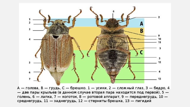 А — голова, В — грудь, С — брюшко. 1 — усики, 2 — сложный глаз, 3 — бедро, 4 — две пары крыльев (в данном случае вторая пара находится под первой), 5 — голень, 6 — лапка, 7 — коготок, 8 — ротовой аппарат, 9 — переднегрудь, 10 — среднегрудь, 11 — заднегрудь, 12 — стерниты брюшка, 13 — пигидий 