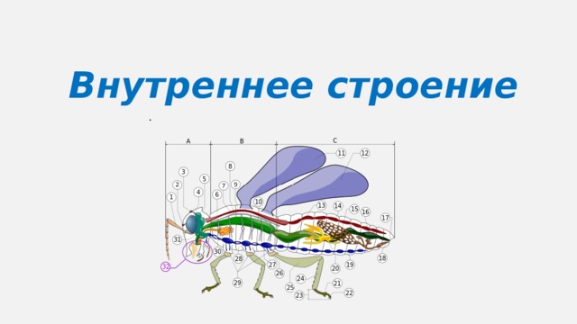 Внутреннее строение . 