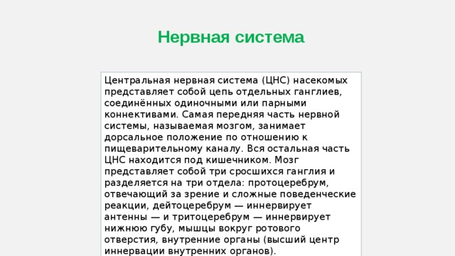 Нервная система Центральная нервная система (ЦНС) насекомых представляет собой цепь отдельных ганглиев, соединённых одиночными или парными коннективами. Самая передняя часть нервной системы, называемая мозгом, занимает дорсальное положение по отношению к пищеварительному каналу. Вся остальная часть ЦНС находится под кишечником. Мозг представляет собой три сросшихся ганглия и разделяется на три отдела: протоцеребрум, отвечающий за зрение и сложные поведенческие реакции, дейтоцеребрум — иннервирует антенны — и тритоцеребрум — иннервирует нижнюю губу, мышцы вокруг ротового отверстия, внутренние органы (высший центр иннервации внутренних органов). 