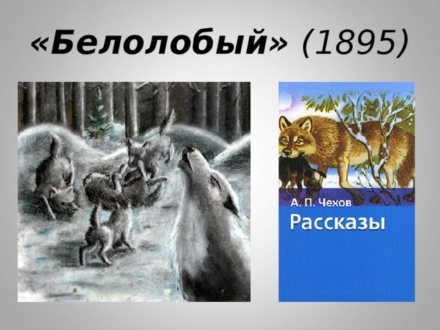 «Белолобый» (1895) 