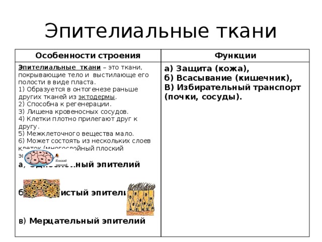 Эпителиальные ткани Особенности строения Функции Эпителиальные ткани – это ткани, покрывающие тело и выстилающе его полости в виде пласта. а) Защита (кожа), 1) Образуется в онтогенезе раньше других тканей из эктодермы . б) Всасывание (кишечник), 2) Способна к регенерации. 3) Лишена кровеносных сосудов. В) Избирательный транспорт (почки, сосуды). 4) Клетки плотно прилегают друг к другу. 5) Межклеточного вещества мало. 6) Может состоять из нескольких слоев клеток (многослойный плоский эпителий). а) Однослойный эпителий   б) Железистый эпителий   в) Мерцательный эпителий 