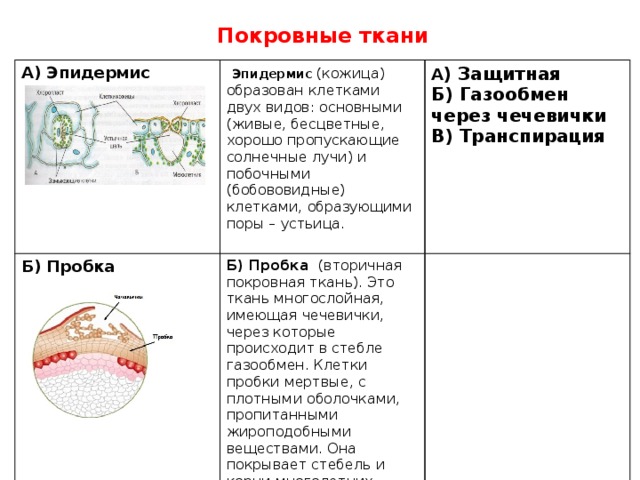 Покровные ткани А) Эпидермис  Эпидермис  (кожица) образован клетками двух видов: основными (живые, бесцветные, хорошо пропускающие солнечные лучи) и побочными (бобововидные) клетками, образующими поры – устьица. Б) Пробка  А ) Защитная Б) Пробка (вторичная покровная ткань). Это ткань многослойная, имеющая чечевички, через которые происходит в стебле газообмен. Клетки пробки мертвые, с плотными оболочками, пропитанными жироподобными веществами. Она покрывает стебель и корни многолетних растений Б) Газообмен через чечевички В) Транспирация 