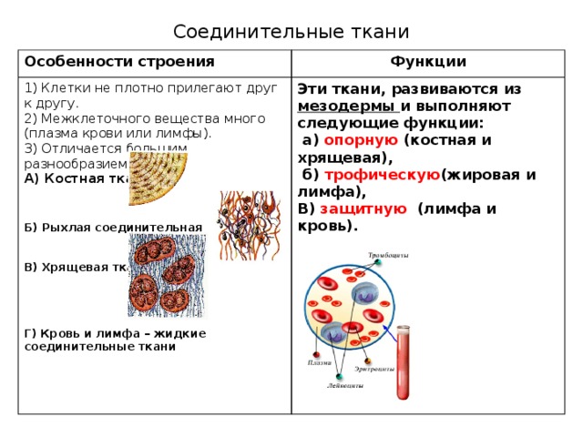 Соединительные ткани Особенности строения Функции 1) Клетки не плотно прилегают друг к другу. Эти ткани, развиваются из мезодермы и выполняют следующие функции: 2) Межклеточного вещества много (плазма крови или лимфы).  а) опорную (костная и хрящевая), 3) Отличается большим разнообразием клеток. А) Костная ткань  б) трофическую (жировая и лимфа), В) защитную (лимфа и кровь). Б) Рыхлая соединительная   В) Хрящевая ткань     Г) Кровь и лимфа – жидкие соединительные ткани 