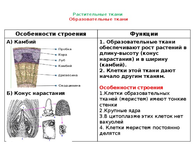 Растительные ткани   Образовательные ткани   Особенности строения Функции А) Камбий  1. Образовательные ткани обеспечивают рост растений в длину-высоту (конус нарастания) и в ширину (камбий). 2. Клетки этой ткани дают начало другим тканям.     Особенности строения  1.Клетки образовательных тканей (меристем) имеют тонкие стенки  2.Крупные ядра 3.В цитоплазме этих клеток нет вакуолей  4. Клетки меристем постоянно делятся  Б) Конус нарастания 