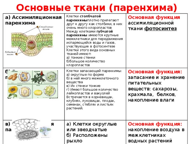 Основные ткани (паренхима) а) Ассимиляционная паренхима б) Запасающая паренхима Клетки столбчатой паренхимы плотно прилегают друг к другу как столбики, в них очень много хлоропластов Между клетками губчатой паренхимы имеются крупные межклетники для передвижения испаряющейся воды и газов, участвующих в фотосинтезе Основная функция ассимиляционной ткани фотосинтез Клетки запасающей паренхимы: в) Воздухоносная паренхима Клетки этого вида основных тканей имеют: Основная функция: запасание и хранение питательных веществ: сахарозы, крахмала, белков, накопление влаги а) округлые по форме а) Клетки округлые или звездчатые а) тонкие стенки б) в ней много межклеточного вещества Основная функция: накопление воздуха в межклетниках водных растений б) Расположены рыхло в) Их стенки тонкие б)большое количество хлоропластов в) Много крупных межклетников г) Имеют большое количество лейкопластов и вакуолей Встречается в корневищах, клубнях, луковицах, плодах, семенах, стеблях и листьях растений.   