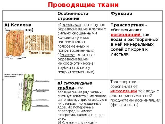 Проводящие ткани Особенности строения А) Ксилема (древесина) Функции а) трахеиды – вытянутые одревесневшие клетки с сильно скошенными концами (у мхов, папоротников, голосеменных и покрытосеменных) Б) Флоэма (луб) Транспортная - обеспечивают восходящий ток воды и растворенных в ней минеральных солей от корня к листьям б) трахеи – длинные одревесневшие микроскопические трубки (только у покрытосеменных) а) ситовидные трубки – это вертикальный ряд живых вытянутыхклеток, имеющих цитоплазму, прилегающую к их стенкам, но лишенные ядра. Их поперечные перегородки имеют отверстия, напоминающие сито. Б) Клетки – спутницы – живые клетки, соединенные с ситовидными трубками и выполняющие часть функций, утраченных ситовидными трубками (синтез ферментов и АТФ) Транспортная-обеспечивают нисходящий  ток воды с растворенными в ней продуктами ассимиляции (фотосинтеза) 