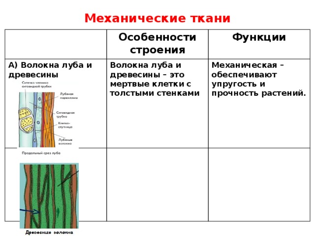 Механические ткани Особенности строения А) Волокна луба и древесины Функции Волокна луба и древесины – это мертвые клетки с толстыми стенками Механическая – обеспечивают упругость и прочность растений. 