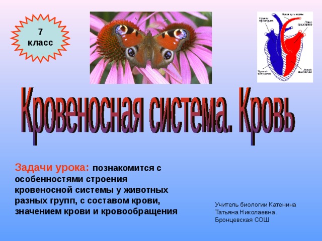 7 класс Задачи урока: познакомится с особенностями строения кровеносной системы у животных разных групп, с составом крови, значением крови и кровообращения Учитель биологии Катенина Татьяна Николаевна. Бронцевская СОШ 