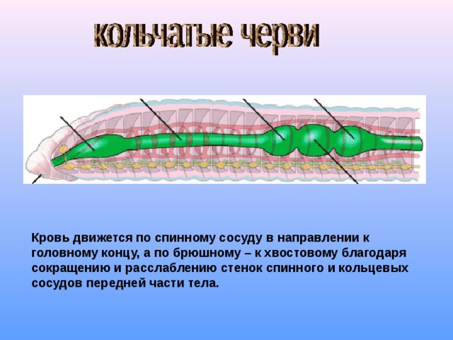 Кровь движется по спинному сосуду в направлении к головному концу, а по брюшному – к хвостовому благодаря сокращению и расслаблению стенок спинного и кольцевых сосудов передней части тела. 