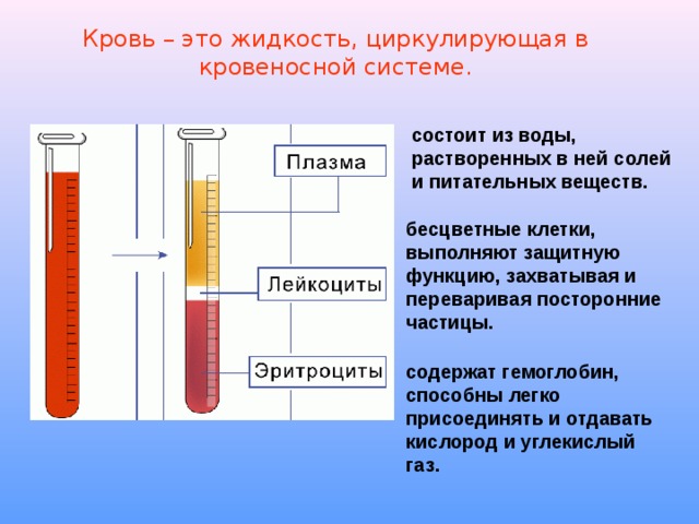 Кровь – это жидкость, циркулирующая в кровеносной системе. состоит из воды, растворенных в ней солей и питательных веществ. бесцветные клетки, выполняют защитную функцию, захватывая и переваривая посторонние частицы. содержат гемоглобин, способны легко присоединять и отдавать кислород и углекислый газ. 
