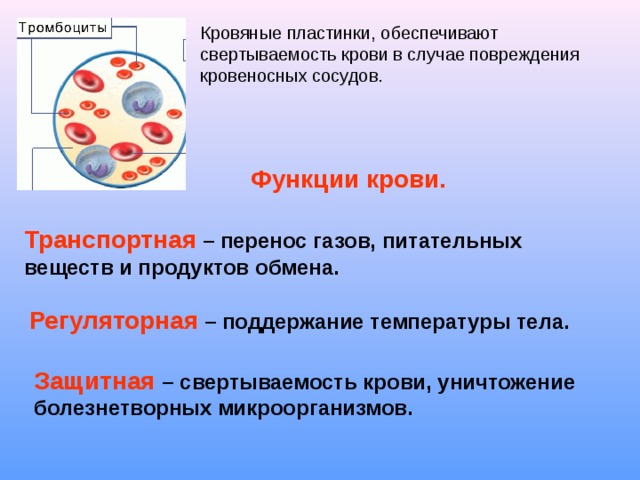 Кровяные пластинки, обеспечивают свертываемость крови в случае повреждения кровеносных сосудов. Функции крови. Транспортная – перенос газов, питательных веществ и продуктов обмена. Регуляторная  – поддержание температуры тела. Защитная – свертываемость крови, уничтожение болезнетворных микроорганизмов. 