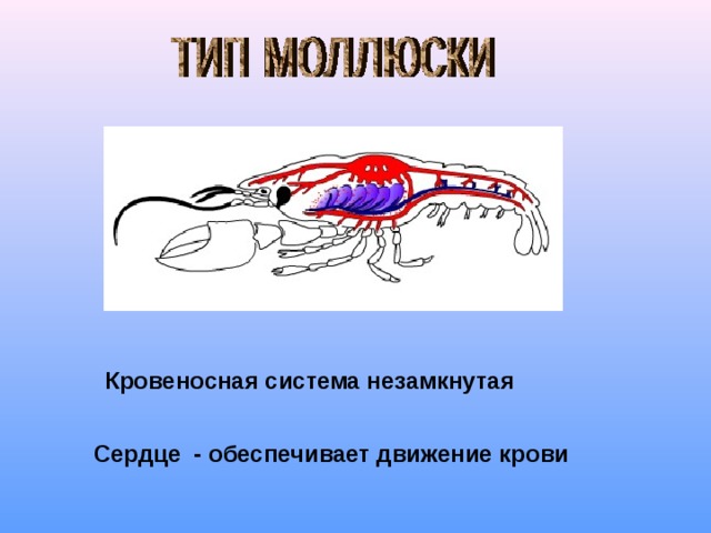 Кровеносная система незамкнутая Сердце - обеспечивает движение крови 