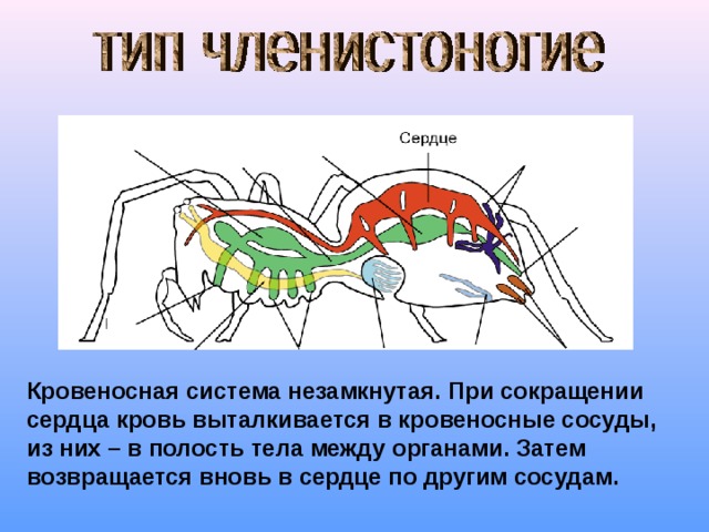 Кровеносная система незамкнутая. При сокращении сердца кровь выталкивается в кровеносные сосуды, из них – в полость тела между органами. Затем возвращается вновь в сердце по другим сосудам. 