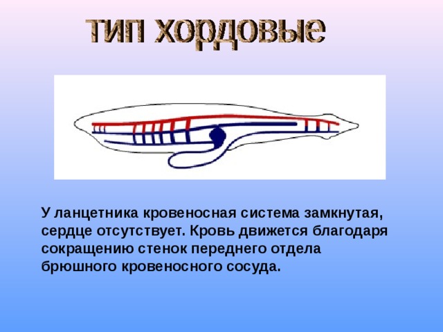 У ланцетника кровеносная система замкнутая, сердце отсутствует. Кровь движется благодаря сокращению стенок переднего отдела брюшного кровеносного сосуда. 