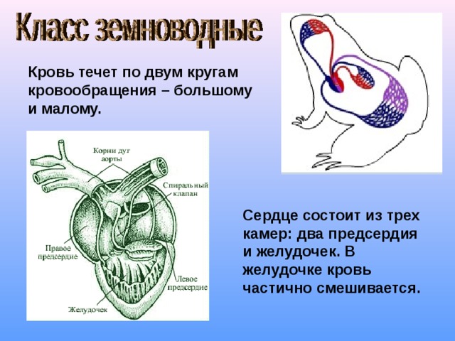Кровь течет по двум кругам кровообращения – большому и малому. Сердце состоит из трех камер: два предсердия и желудочек. В желудочке кровь частично смешивается. 