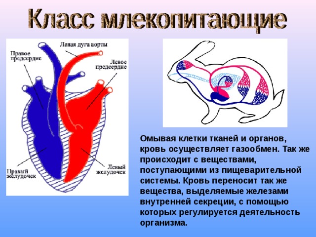 Омывая клетки тканей и органов, кровь осуществляет газообмен. Так же происходит с веществами, поступающими из пищеварительной системы. Кровь переносит так же вещества, выделяемые железами внутренней секреции, с помощью которых регулируется деятельность организма. 