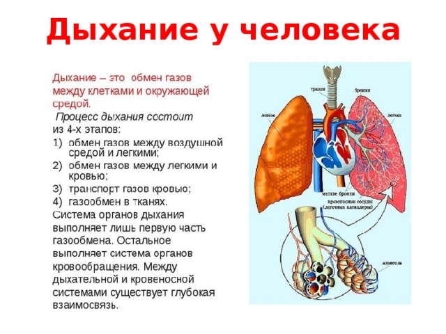Дыхание у человека 