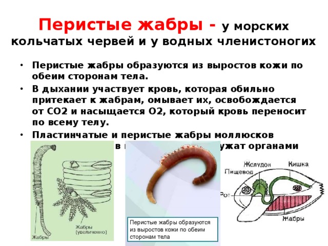 Перистые жабры - у морских кольчатых червей и у водных членистоногих Перистые жабры образуются из выростов кожи по обеим сторонам тела. В дыхании участвует кровь, которая обильно притекает к жабрам, омывает их, освобождается от СО2 и насыщается О2, который кровь переносит по всему телу. Пластинчатые и перистые жабры моллюсков располагаются в полости тела и служат органами дыхания 