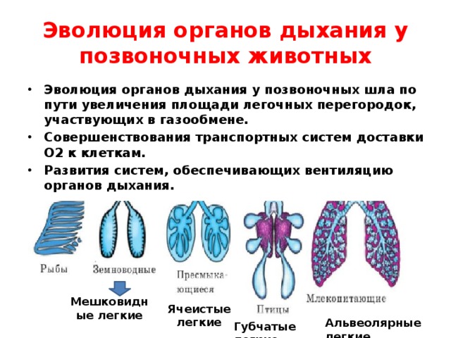 Эволюция органов дыхания у позвоночных животных Эволюция органов дыхания у позвоночных шла по пути увеличения площади легочных перегородок, участвующих в газообмене. Совершенствования транспортных систем доставки О2 к клеткам. Развития систем, обеспечивающих вентиляцию органов дыхания.  Мешковидные легкие Ячеистые легкие Альвеолярные легкие Губчатые легкие 