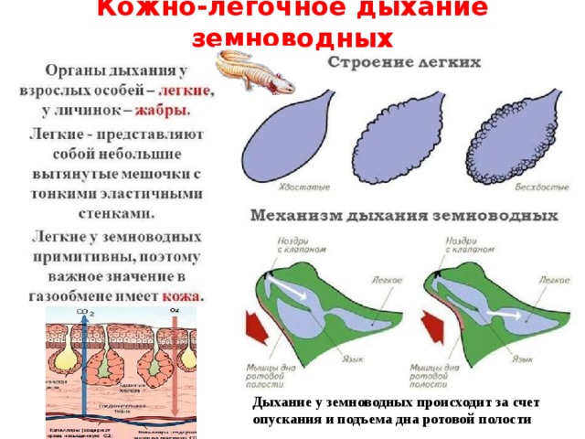 Кожно-легочное дыхание земноводных Дыхание у земноводных происходит за счет опускания и подъема дна ротовой полости 