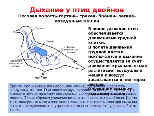 Дыхание у птиц двойное  Носовая полость-гортань- трахея- бронхи- легкие- воздушные мешки В покое дыхание птиц обеспечивается движениями грудной клетки. В полете движения грудной клетки исключается и дыхание осуществляется за счет движения крыльев: взмах растягивает воздушные мешки и воздух засасывается в них через легкие. Опускание крыльев вызывает выдох. 