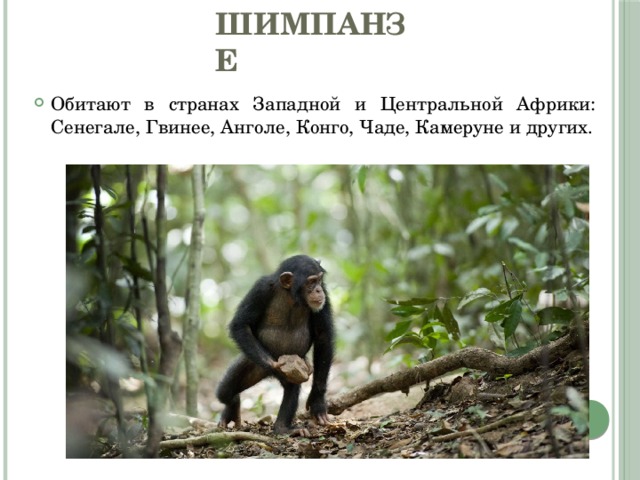 Шимпанзе Обитают в странах Западной и Центральной Африки: Сенегале, Гвинее, Анголе, Конго, Чаде, Камеруне и других. 