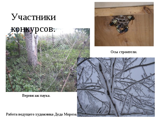 Участники конкурсов. Осы строители. Вернисаж паука. Работа ведущего художника Деда Мороза. 