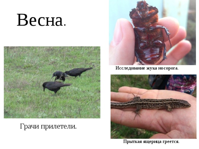 Весна . Исследование жука носорога. Первые радости. Грачи прилетели. Прыткая ящерица греется. 