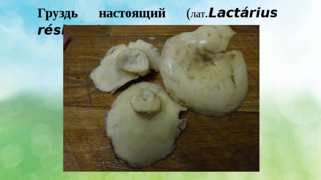 Груздь настоящий ( лат . Lactárius résimus ) 