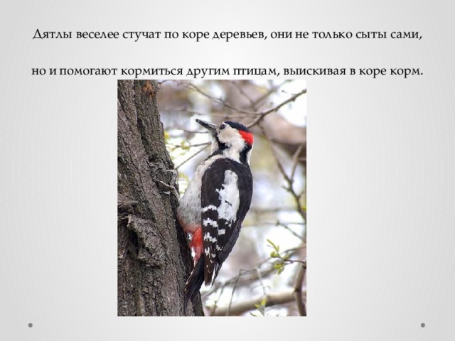 Дятлы веселее стучат по коре деревьев, они не только сыты сами, но и помогают кормиться другим птицам, выискивая в коре корм. 