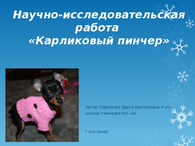 Научно-исследовательская работа  «Карликовый пинчер» Автор: Ефремова Дарья Дмитриевна 4 «А» Школа- гимназия №5 «А» Г.Костанай  