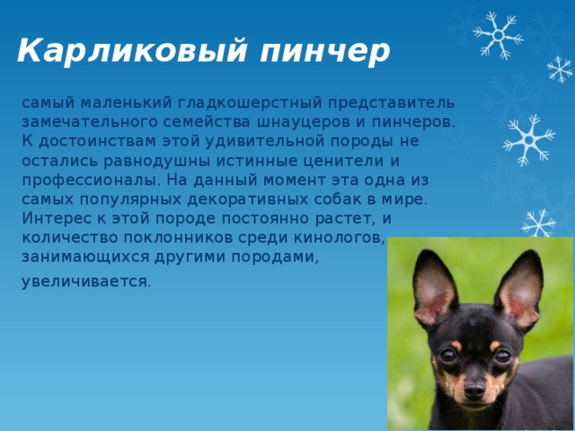 Карликовый пинчер самый маленький гладкошерстный представитель замечательного семейства шнауцеров и пинчеров. К достоинствам этой удивительной породы не остались равнодушны истинные ценители и профессионалы. На данный момент эта одна из самых популярных декоративных собак в мире. Интерес к этой породе постоянно растет, и количество поклонников среди кинологов, занимающихся другими породами, увеличивается.    