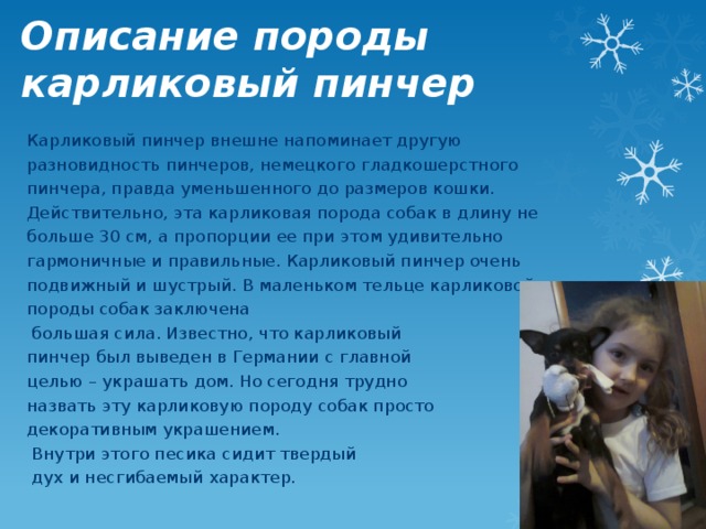 Описание породы карликовый пинчер   Карликовый пинчер внешне напоминает другую разновидность пинчеров, немецкого гладкошерстного пинчера, правда уменьшенного до размеров кошки. Действительно, эта карликовая порода собак в длину не больше 30 см, а пропорции ее при этом удивительно гармоничные и правильные. Карликовый пинчер очень подвижный и шустрый. В маленьком тельце карликовой породы собак заключена  большая сила. Известно, что карликовый пинчер был выведен в Германии с главной целью – украшать дом. Но сегодня трудно назвать эту карликовую породу собак просто декоративным украшением.  Внутри этого песика сидит твердый  дух и несгибаемый характер. 