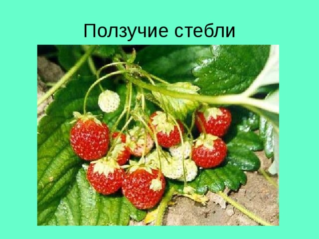 Ползучие стебли 