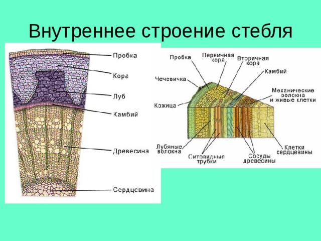 Внутреннее строение стебля 