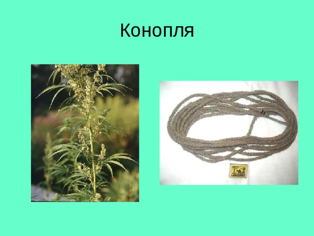 Конопля 