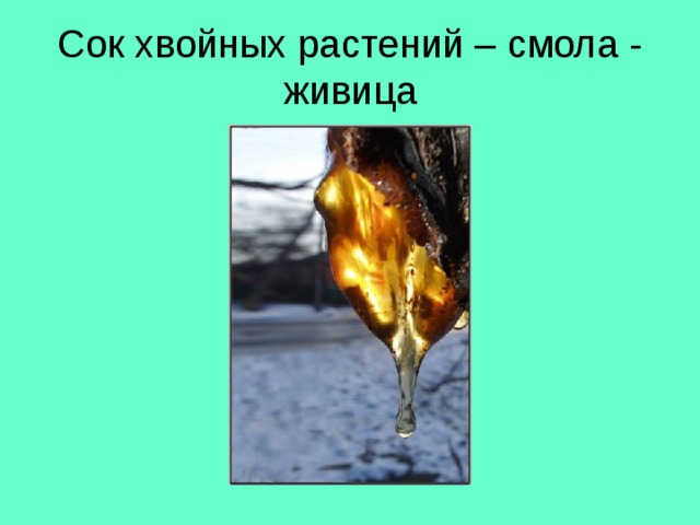 Сок хвойных растений – смола - живица 